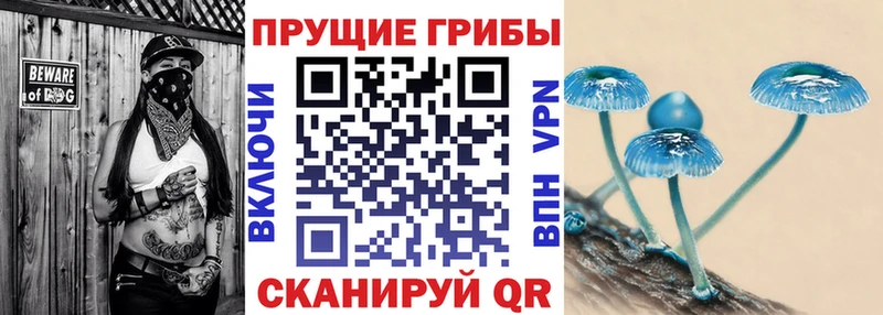 Псилоцибиновые грибы Cubensis купить наркотики сайты площадка официальный сайт Якутск